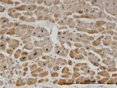 Immunohistochemistry-Paraffin: ZNF239 Antibody (2D9) [H00008187-M27]