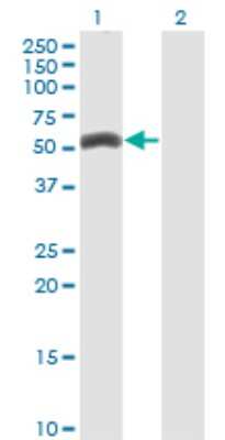 Western Blot: ZNF239 Antibody (2D9) [H00008187-M27]