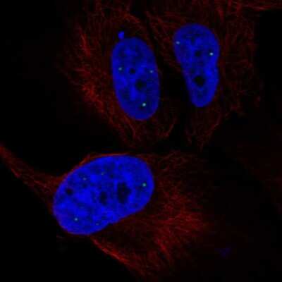 Immunocytochemistry/ Immunofluorescence: ZNF239 Antibody [NBP2-55297]