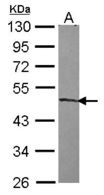 Western Blot: ZNF239 Antibody [NBP2-20980]