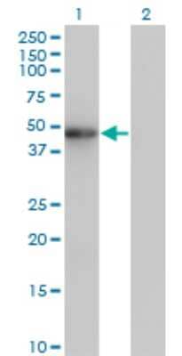 Western Blot: ZNF24 Antibody (2G5) [H00007572-M02]