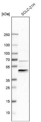 Western Blot: ZNF24 Antibody [NBP1-82866]