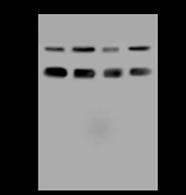 Western Blot: ZNF24 Antibody [NBP2-97861]