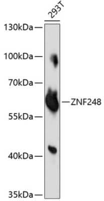 Western Blot: ZNF248 AntibodyAzide and BSA Free [NBP2-93994]