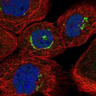 Immunocytochemistry/ Immunofluorescence: ZNF25 Antibody [NBP1-82013]