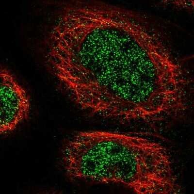 Immunocytochemistry/ Immunofluorescence: ZNF251 Antibody [NBP1-91084]