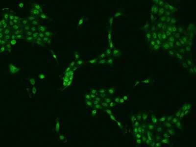 Immunocytochemistry/ Immunofluorescence: ZNF251 Antibody [NBP2-97872]