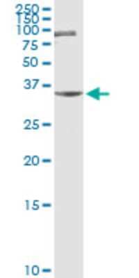 Western Blot: ZNF253 Antibody [H00056242-D01P]