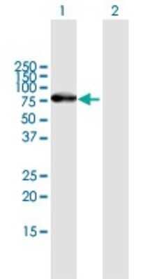 Western Blot: ZNF254 Antibody [H00009534-B01P]