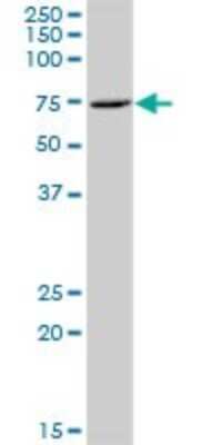 Western Blot: ZNF257 Antibody [H00113835-B01P]