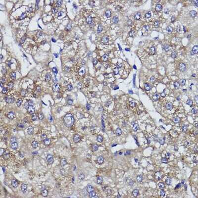 Immunohistochemistry-Paraffin: ZNF259 Antibody (10V1A2) [NBP3-15481]