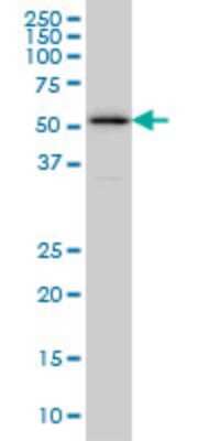 Western Blot: ZNF259 Antibody (6F7) [H00008882-M01]