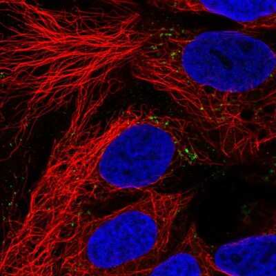 Immunocytochemistry/ Immunofluorescence: ZNF259 Antibody [NBP2-38172]