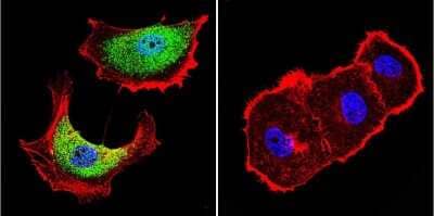 Immunocytochemistry/ Immunofluorescence: ZNF259 Antibody (LG1) - BSA Free [NBP2-22448]