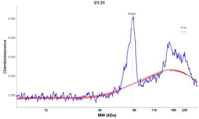 Simple Western: ZNF259 Antibody [NBP2-38172]