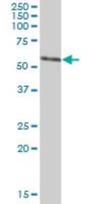 Western Blot: ZNF259 Antibody [H00008882-B01P]