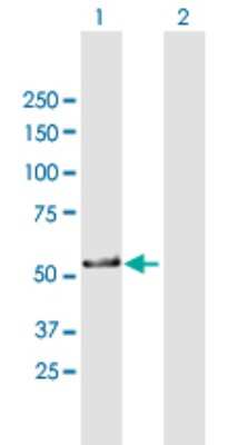 Western Blot: ZNF259 Antibody [H00008882-B01P]