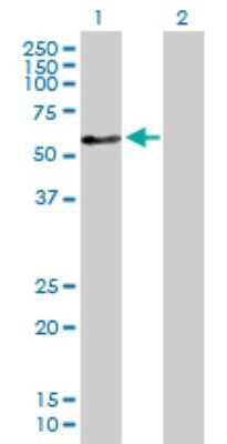 Western Blot: ZNF259 Antibody [H00008882-D01P]
