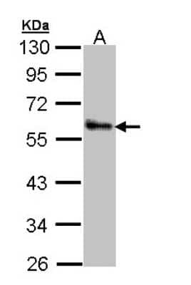 Western Blot: ZNF259 Antibody [NBP1-32965]