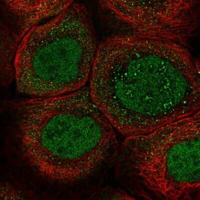 Immunocytochemistry/ Immunofluorescence: ZNF260 Antibody [NBP1-80967]