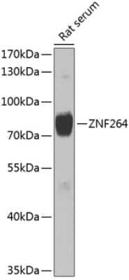 Western Blot: ZNF264 AntibodyBSA Free [NBP2-93068]