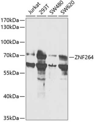 Western Blot: ZNF264 AntibodyBSA Free [NBP2-94825]