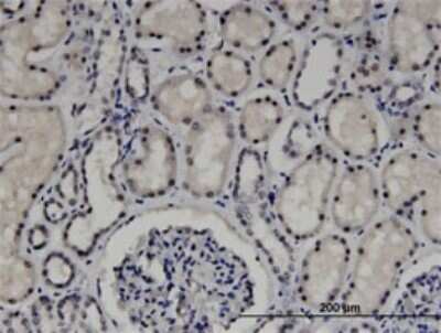 Immunohistochemistry-Paraffin: ZNF266 Antibody (4G5) [H00010781-M02]