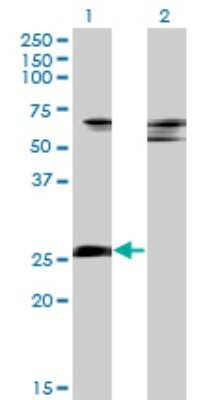 Western Blot: ZNF266 Antibody (4G5) [H00010781-M02]