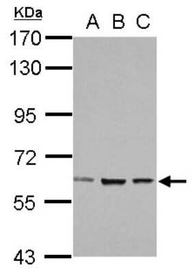 Western Blot: ZNF266 Antibody [NBP2-20982]