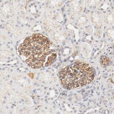 Immunohistochemistry-Paraffin: ZNF267 Antibody [NBP1-81633]