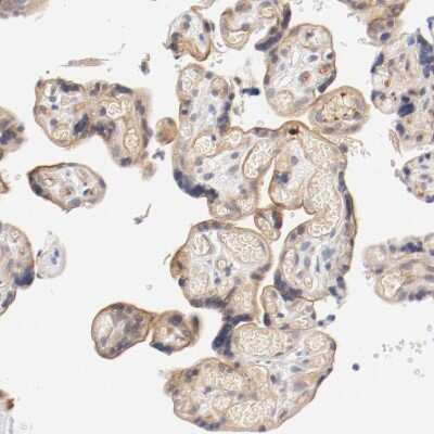 Immunohistochemistry-Paraffin: ZNF267 Antibody [NBP1-81633]