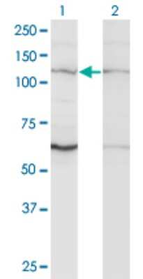 Western Blot: ZNF268 Antibody (3B4) [H00010795-M02]