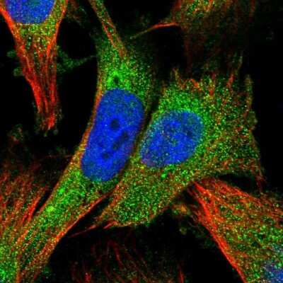 Immunocytochemistry/ Immunofluorescence: ZNF268 Antibody [NBP2-13562]