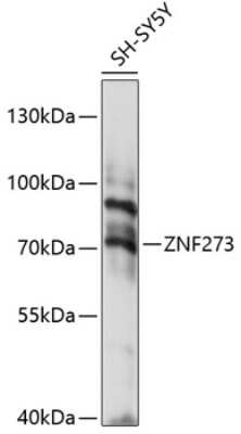 Western Blot: ZNF273 AntibodyAzide and BSA Free [NBP2-93912]