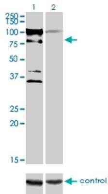 Western Blot: ZNF274 Antibody (1D8) [H00010782-M04]