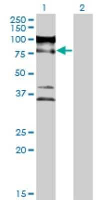 Western Blot: ZNF274 Antibody (1D8) [H00010782-M04]