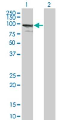 Western Blot: ZNF274 Antibody (4C12) [H00010782-M01]