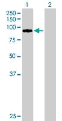 Western Blot: ZNF274 Antibody [H00010782-B01P]