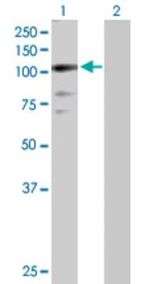 Western Blot: ZNF274 Antibody [H00010782-D01P]