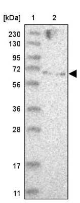 Western Blot: ZNF274 Antibody [NBP1-80597]