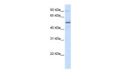 Western Blot: ZNF275 Antibody [NBP2-83847]