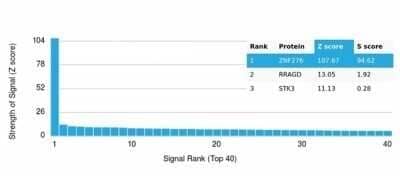 Protein Array: ZNF276 Antibody (PCRP-ZNF276-1A5)Azide and BSA Free [NBP3-14066]