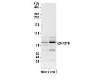 Western Blot: ZNF276 Antibody [NBP1-03342]