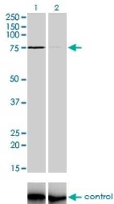Western Blot: ZNF281 Antibody (4F7) [H00023528-M01]