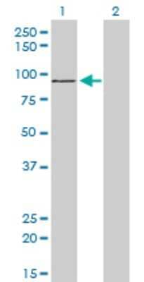 Western Blot: ZNF281 Antibody (4F7) [H00023528-M01]