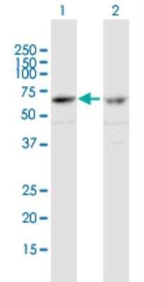 Western Blot: ZNF284 Antibody [H00342909-B01P-50ug]