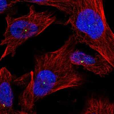 Immunocytochemistry/ Immunofluorescence: ZFP112 Antibody [NBP1-80605]