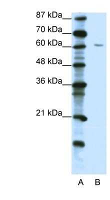 Western Blot: ZNF286 Antibody [NBP1-80345]