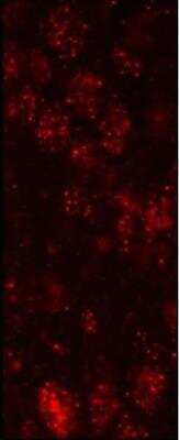 Immunocytochemistry/ Immunofluorescence: ZNF295 Antibody [NB100-74655]