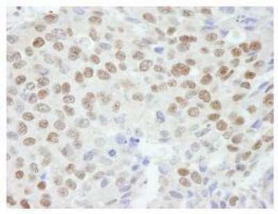 Immunohistochemistry-Paraffin: ZNF295 Antibody [NB100-74656]